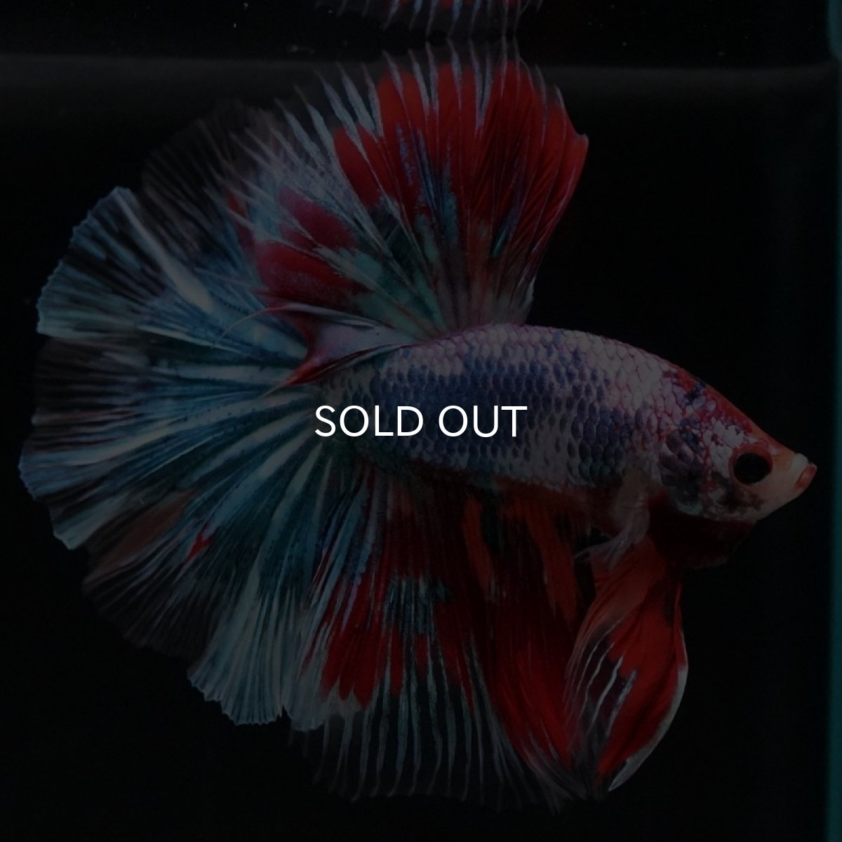 画像3: HM ファンシー (3)