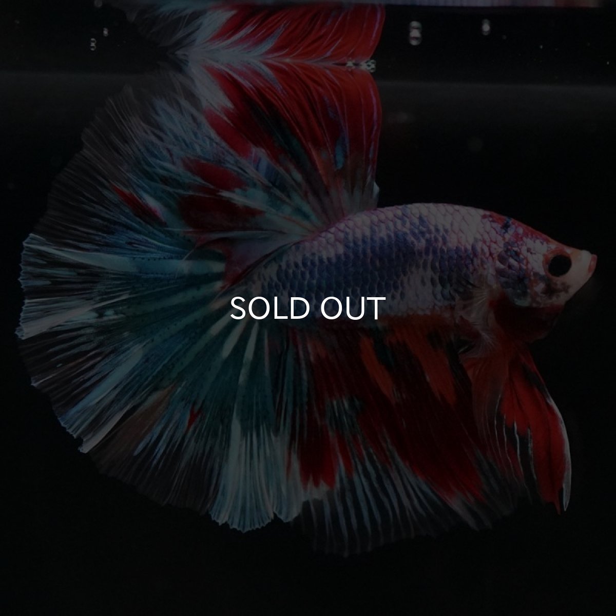 画像5: HM ファンシー (5)