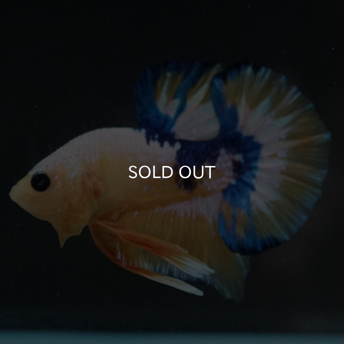 画像5: HMPK イエローファンシー (5)