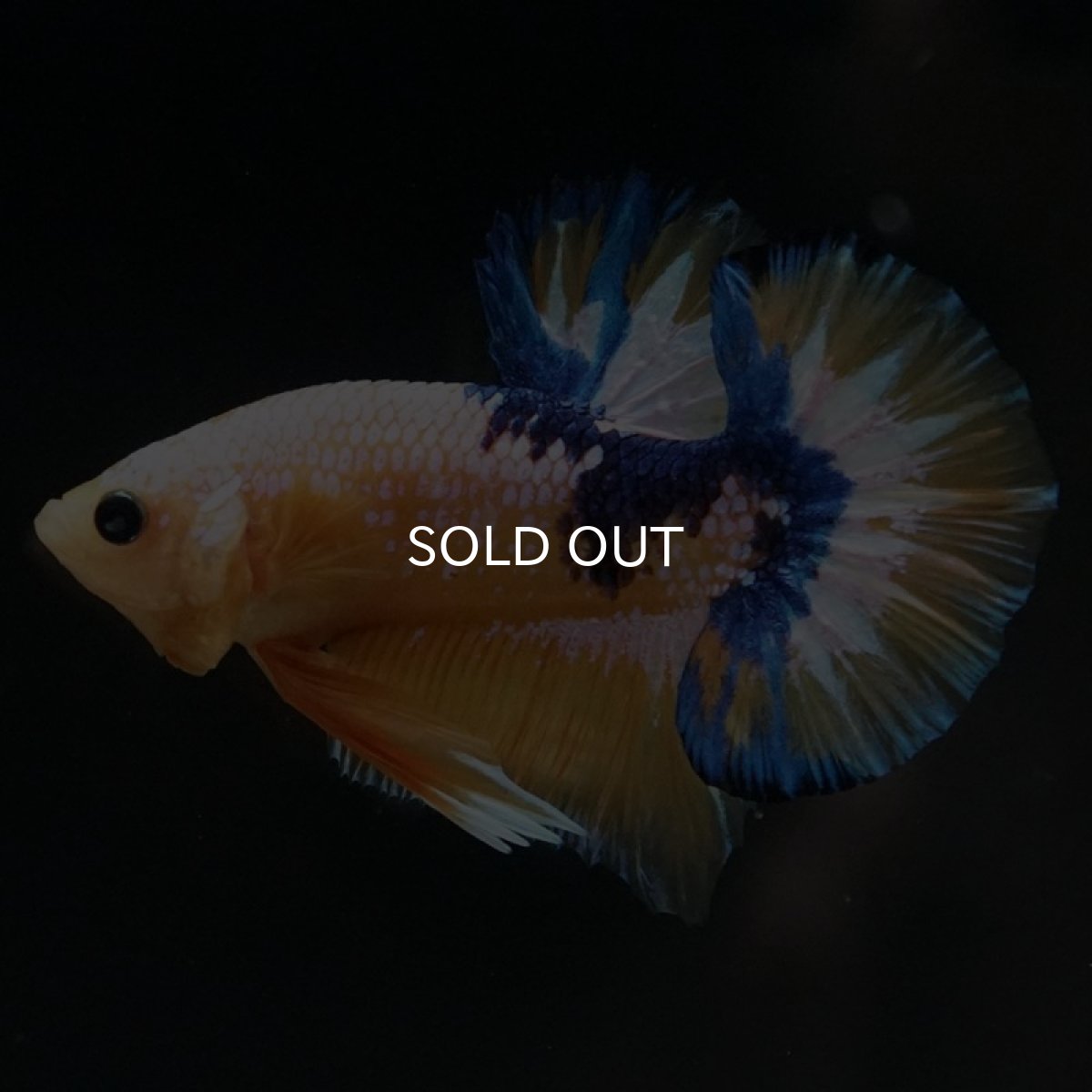 画像2: HMPK イエローファンシー (2)