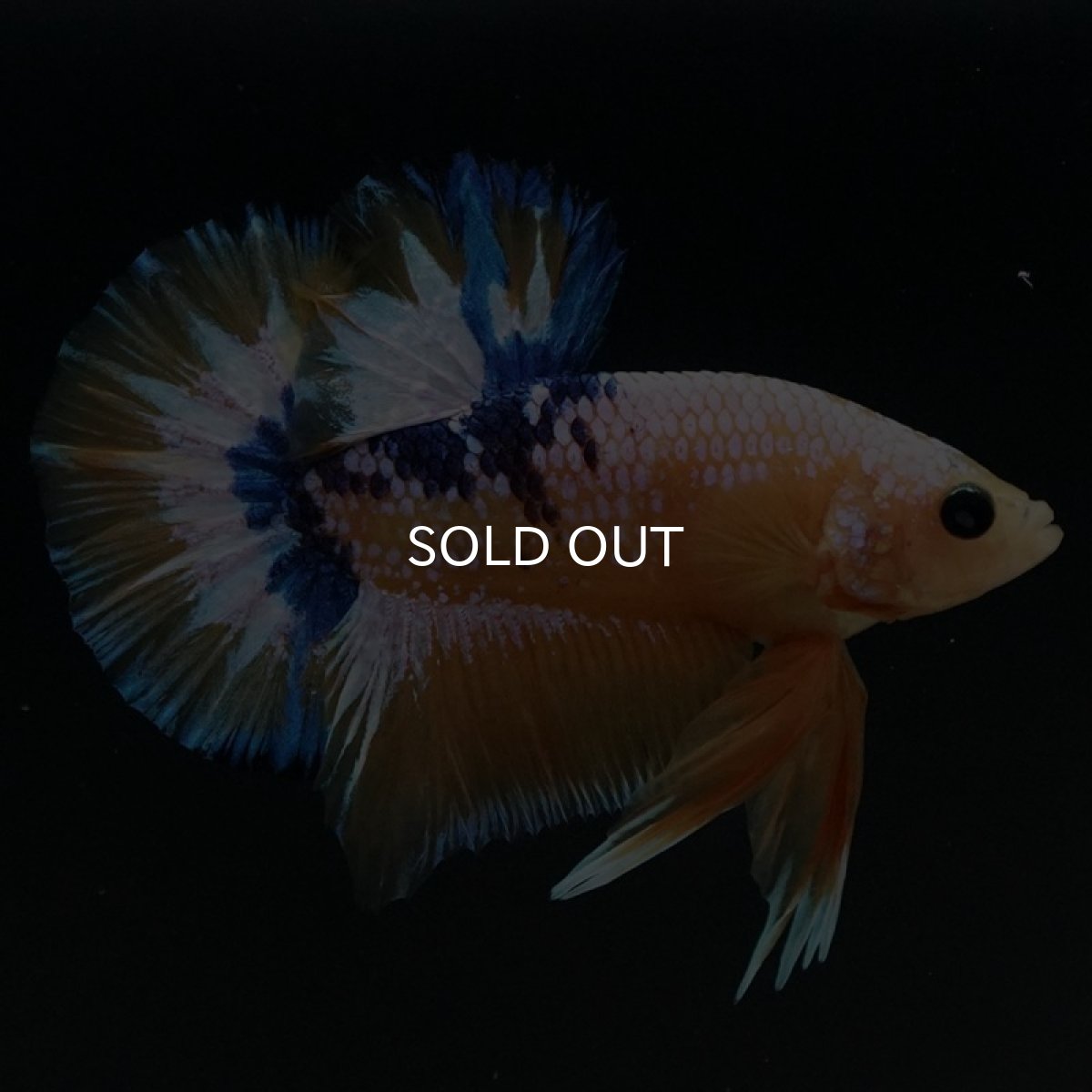 画像4: HMPK イエローファンシー (4)