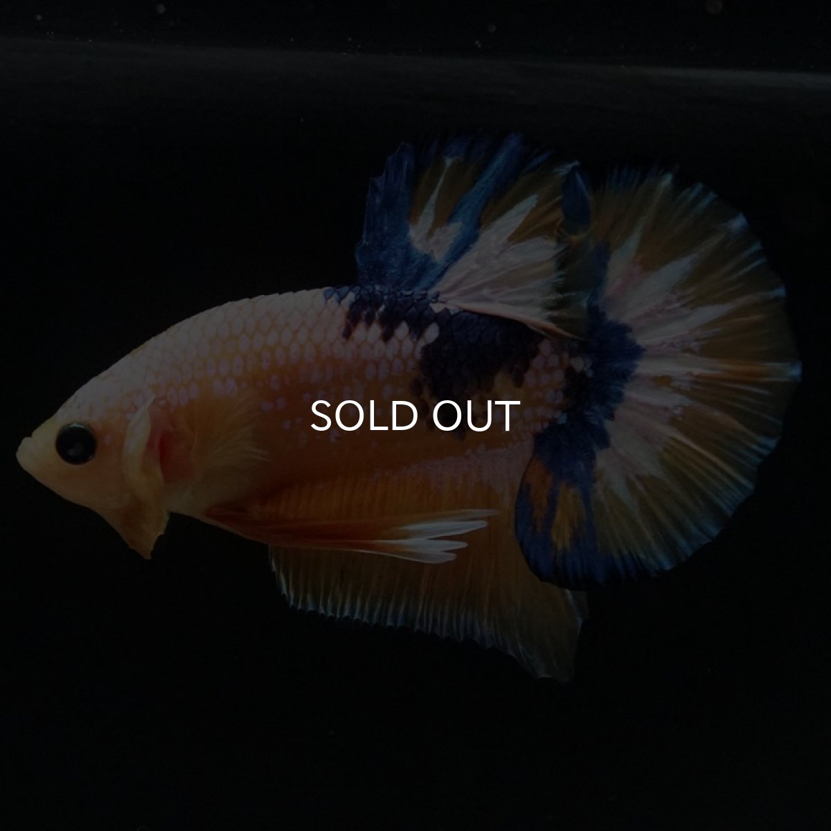 画像3: HMPK イエローファンシー (3)