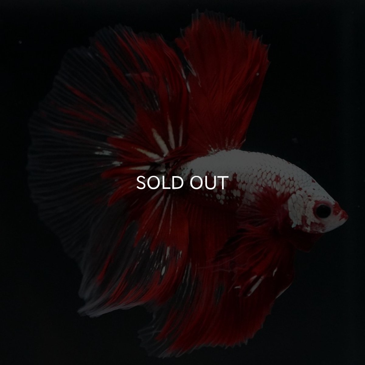 画像6: HM　レッドドラゴン　クリアフィン (6)