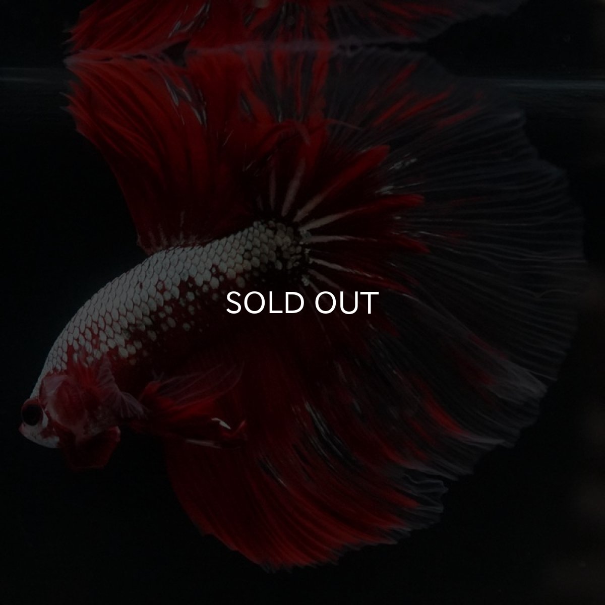 画像4: HM　レッドドラゴン　クリアフィン (4)