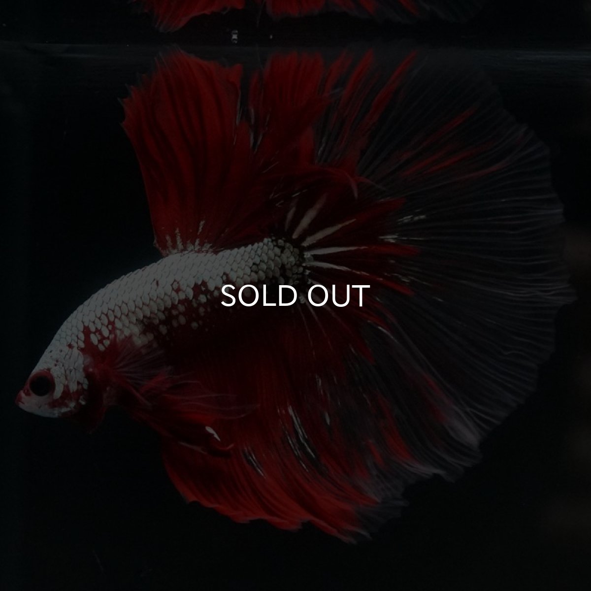 画像2: HM　レッドドラゴン　クリアフィン (2)