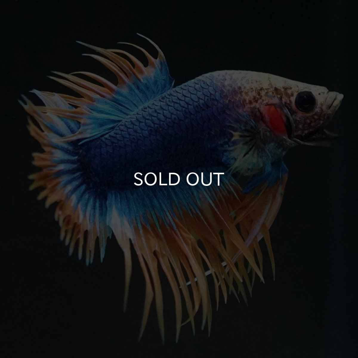 画像2: CTPK イエローブルー (2)