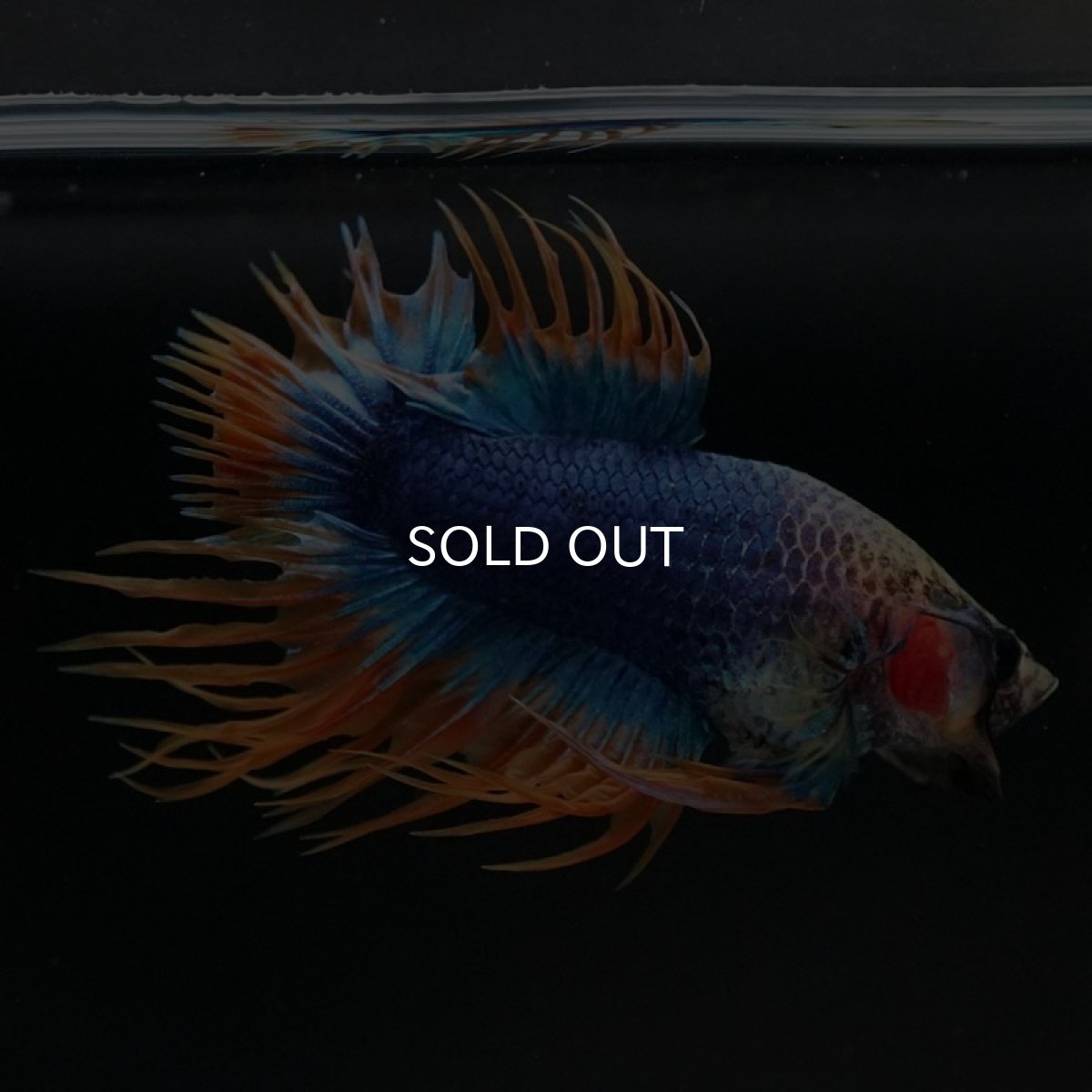 画像6: CTPK イエローブルー (6)