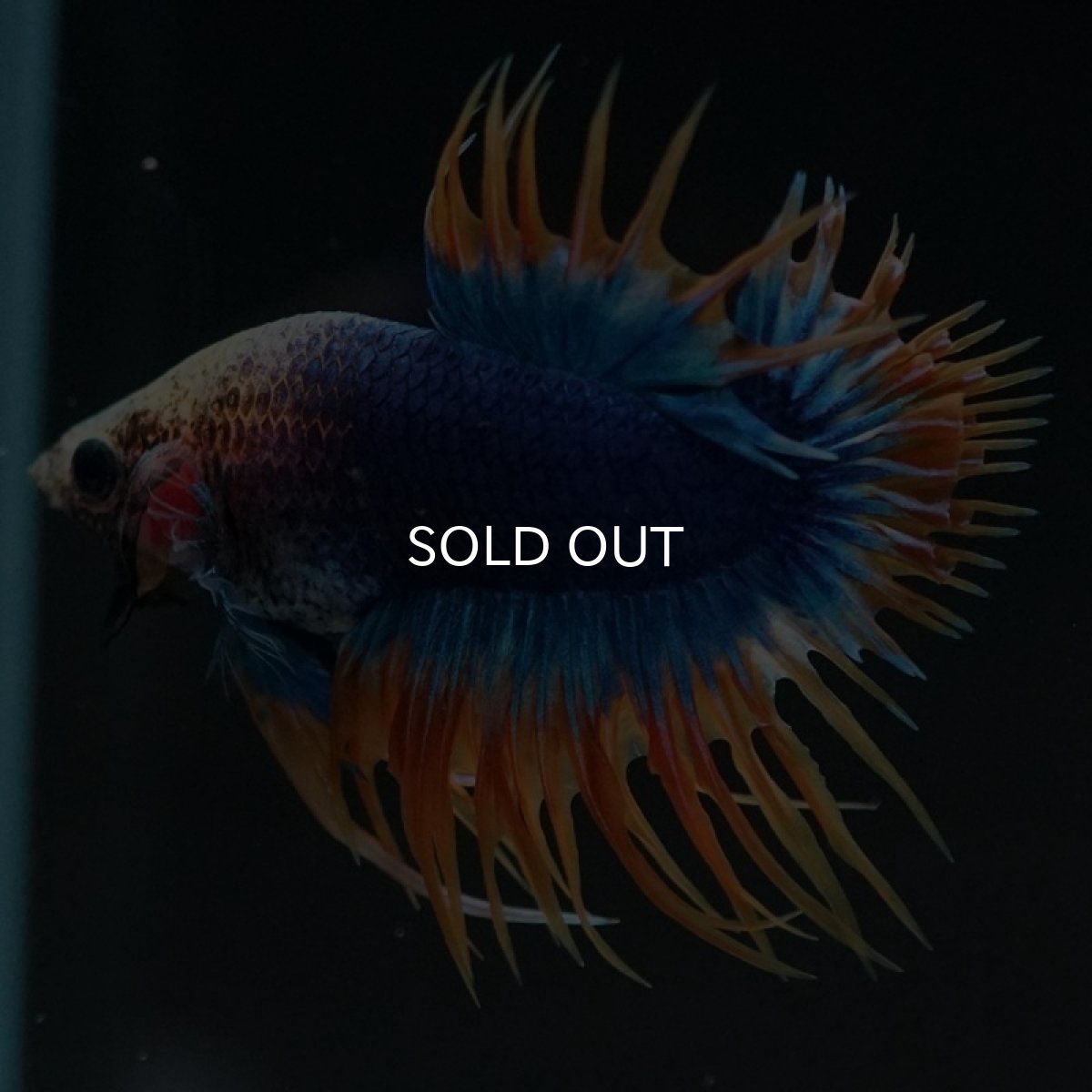 画像3: CTPK イエローブルー (3)