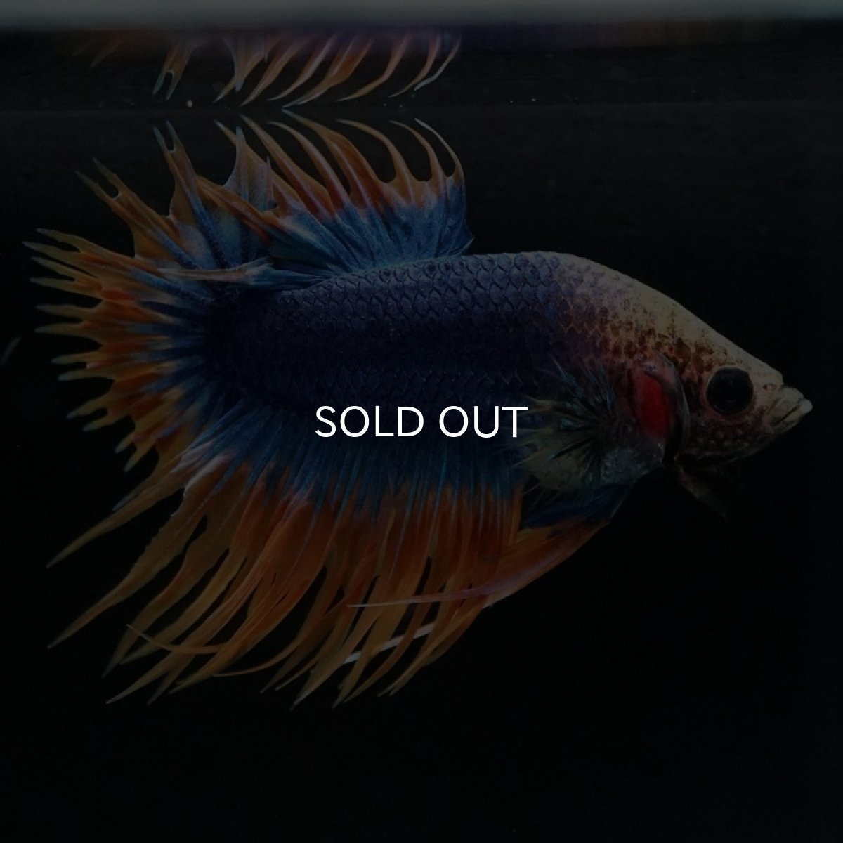 画像4: CTPK イエローブルー (4)