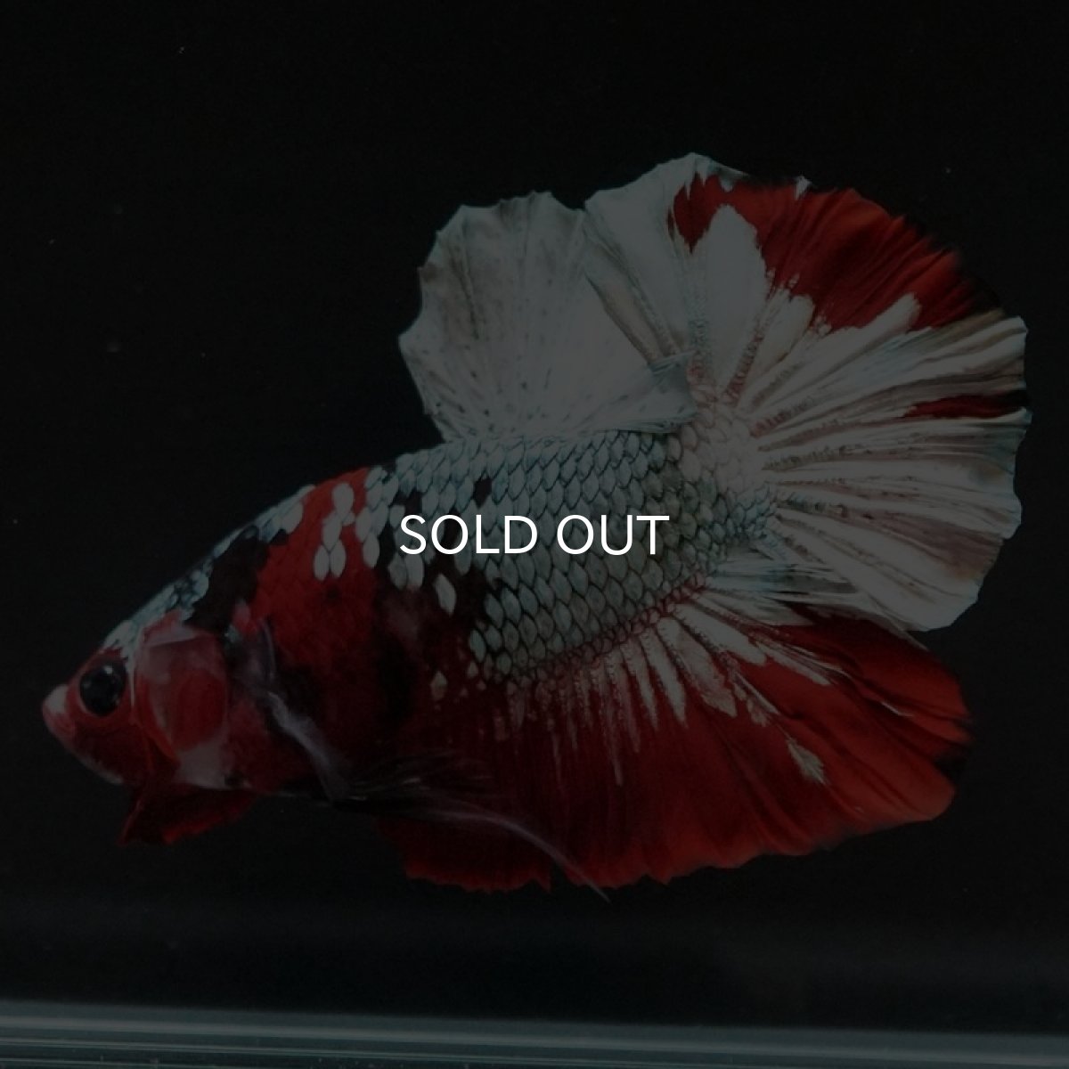 画像7: HMPK　レッドカッパー (7)