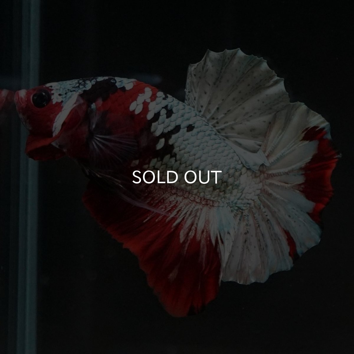 画像6: HMPK　レッドカッパー (6)