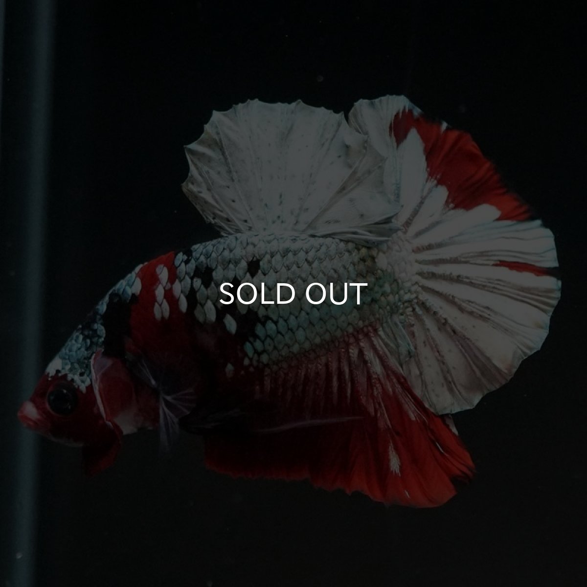 画像4: HMPK　レッドカッパー (4)