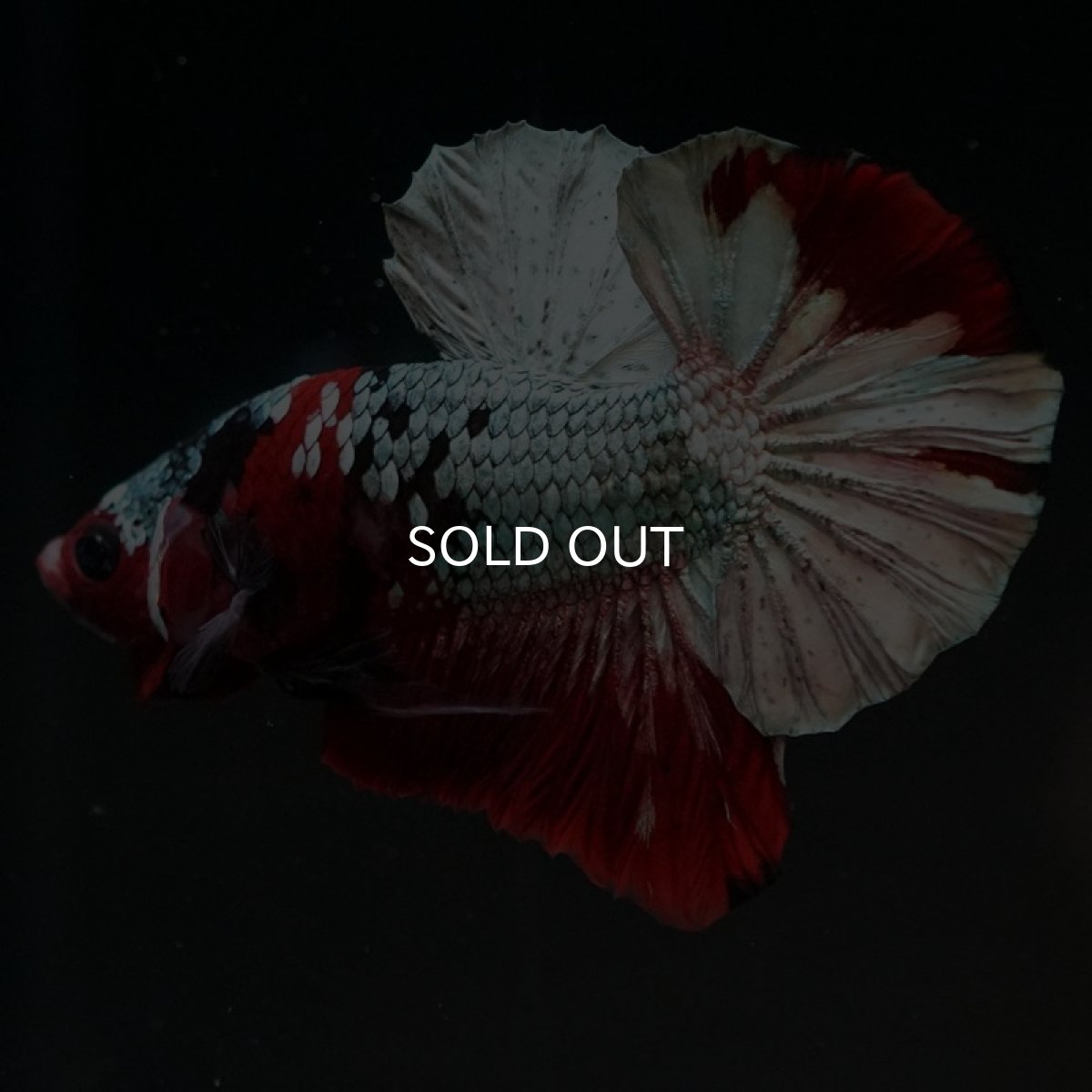 画像2: HMPK　レッドカッパー (2)