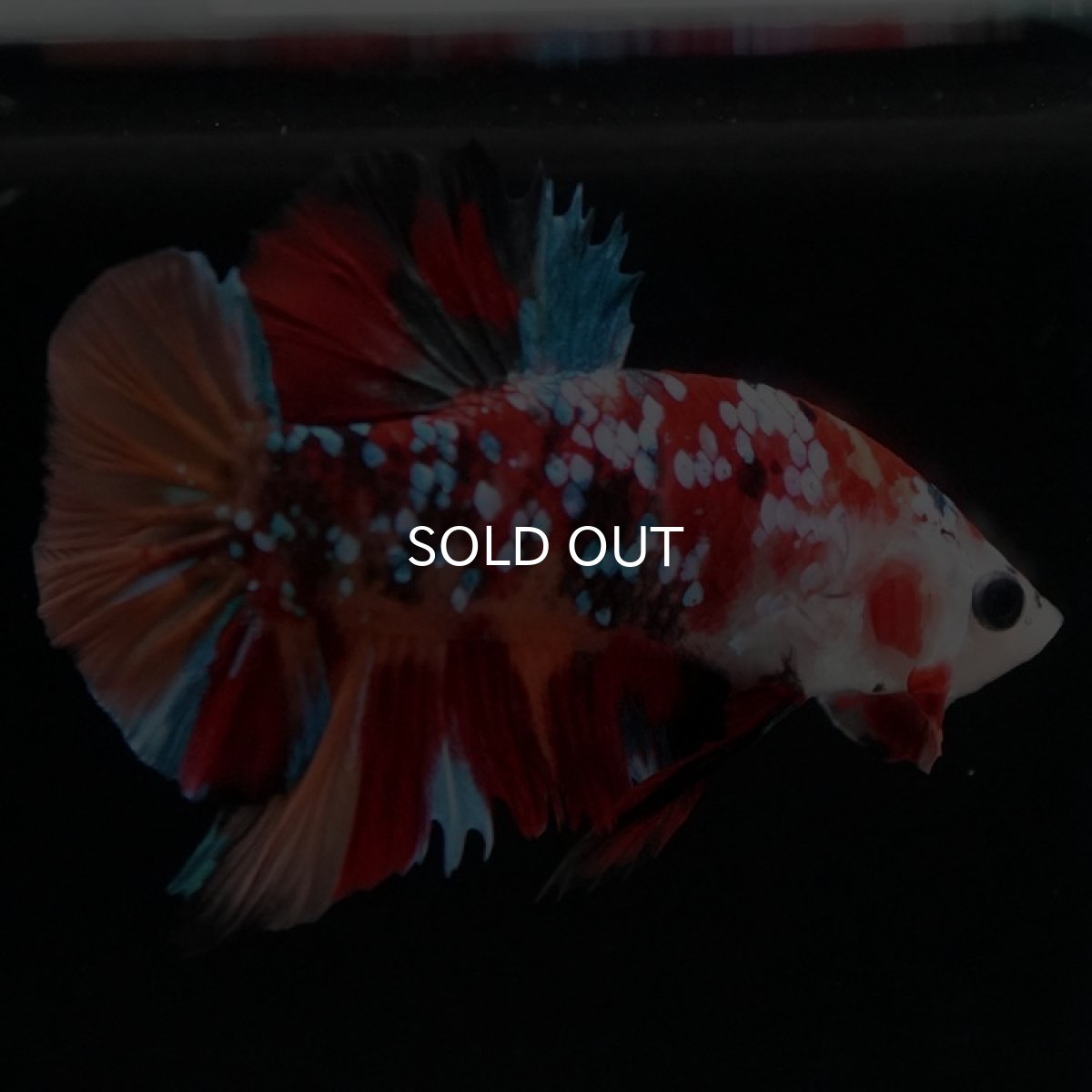 画像7: HMPK キャンディギャラクシー (7)