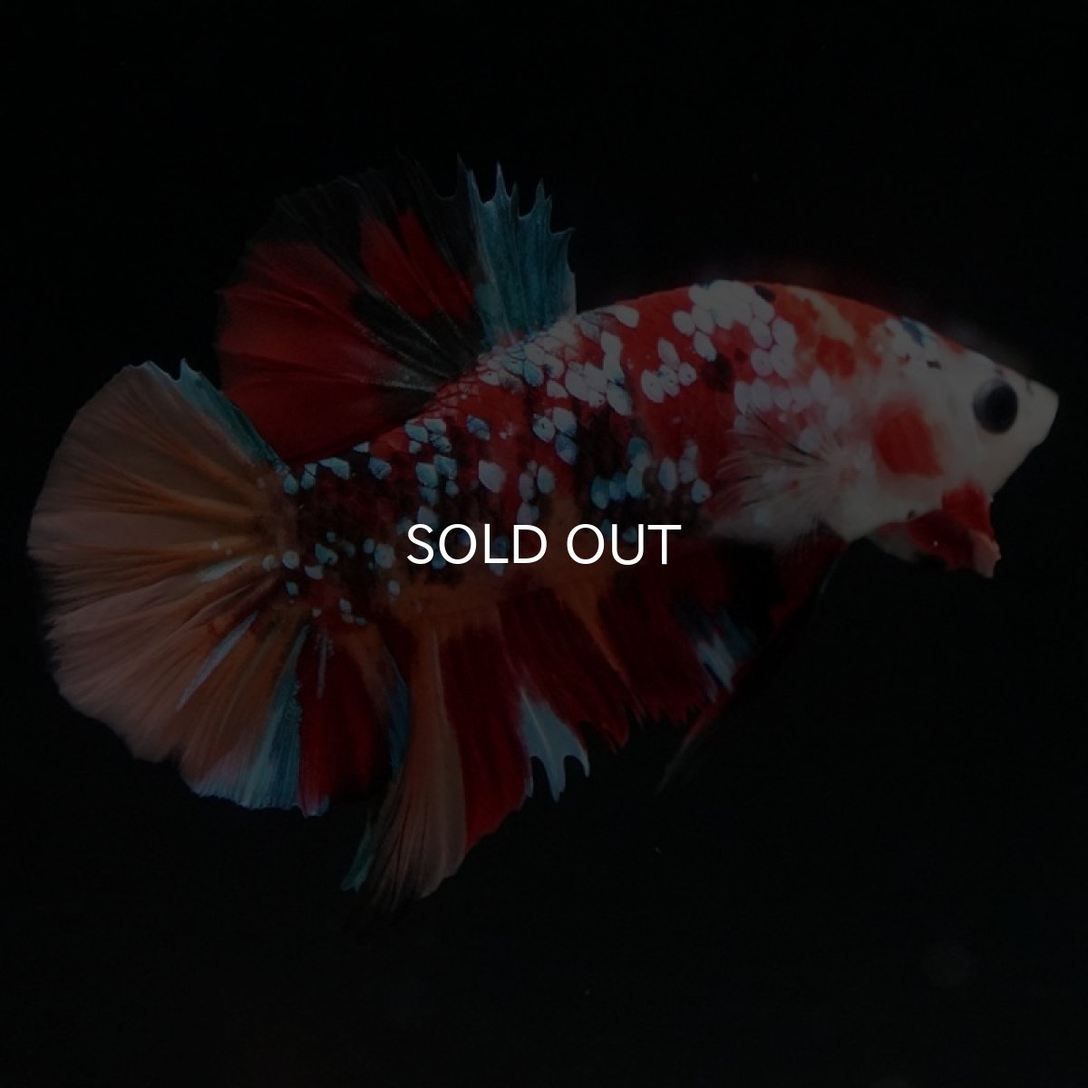 画像5: HMPK キャンディギャラクシー (5)