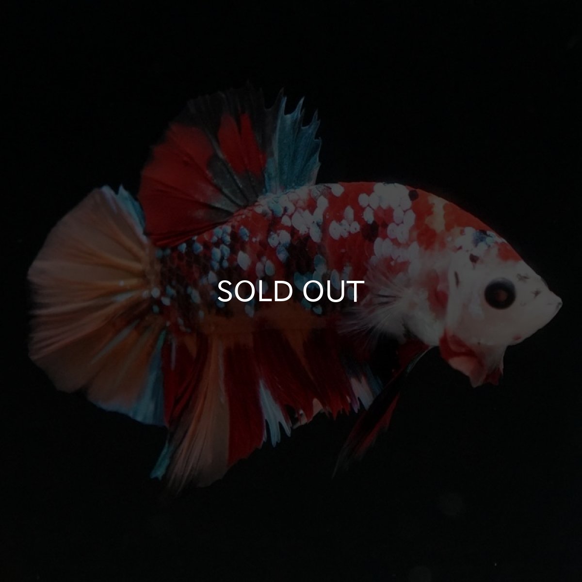 画像3: HMPK キャンディギャラクシー (3)