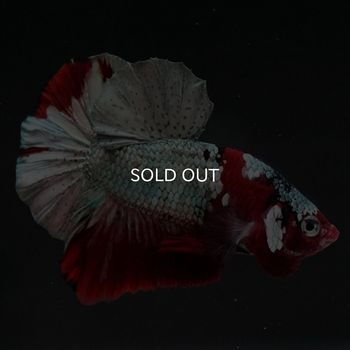 画像5: HMPK　レッドカッパー (5)