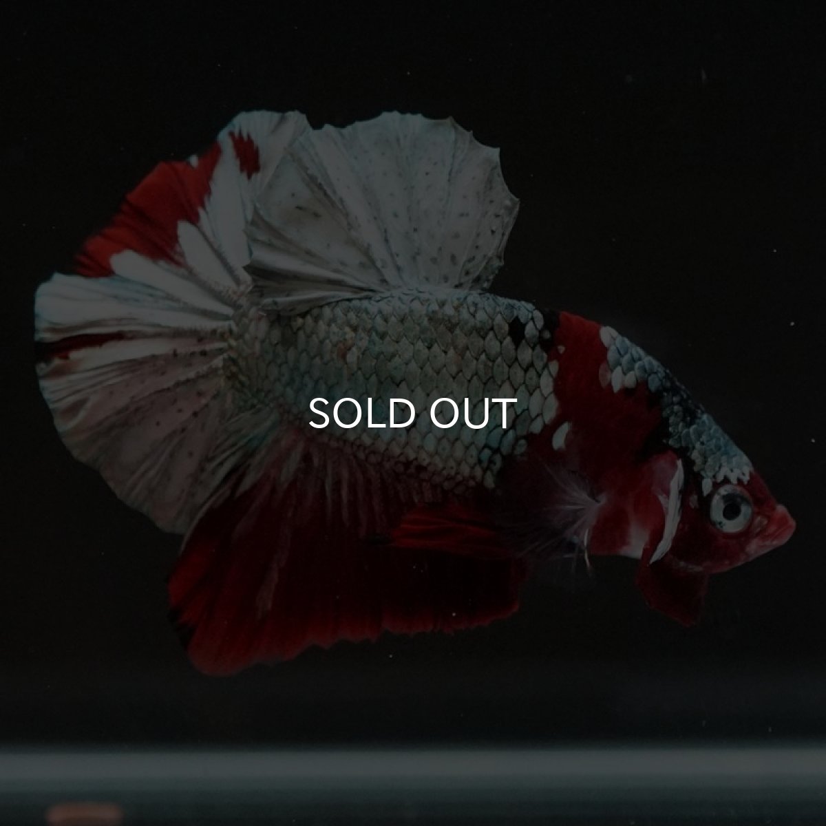 画像3: HMPK　レッドカッパー (3)