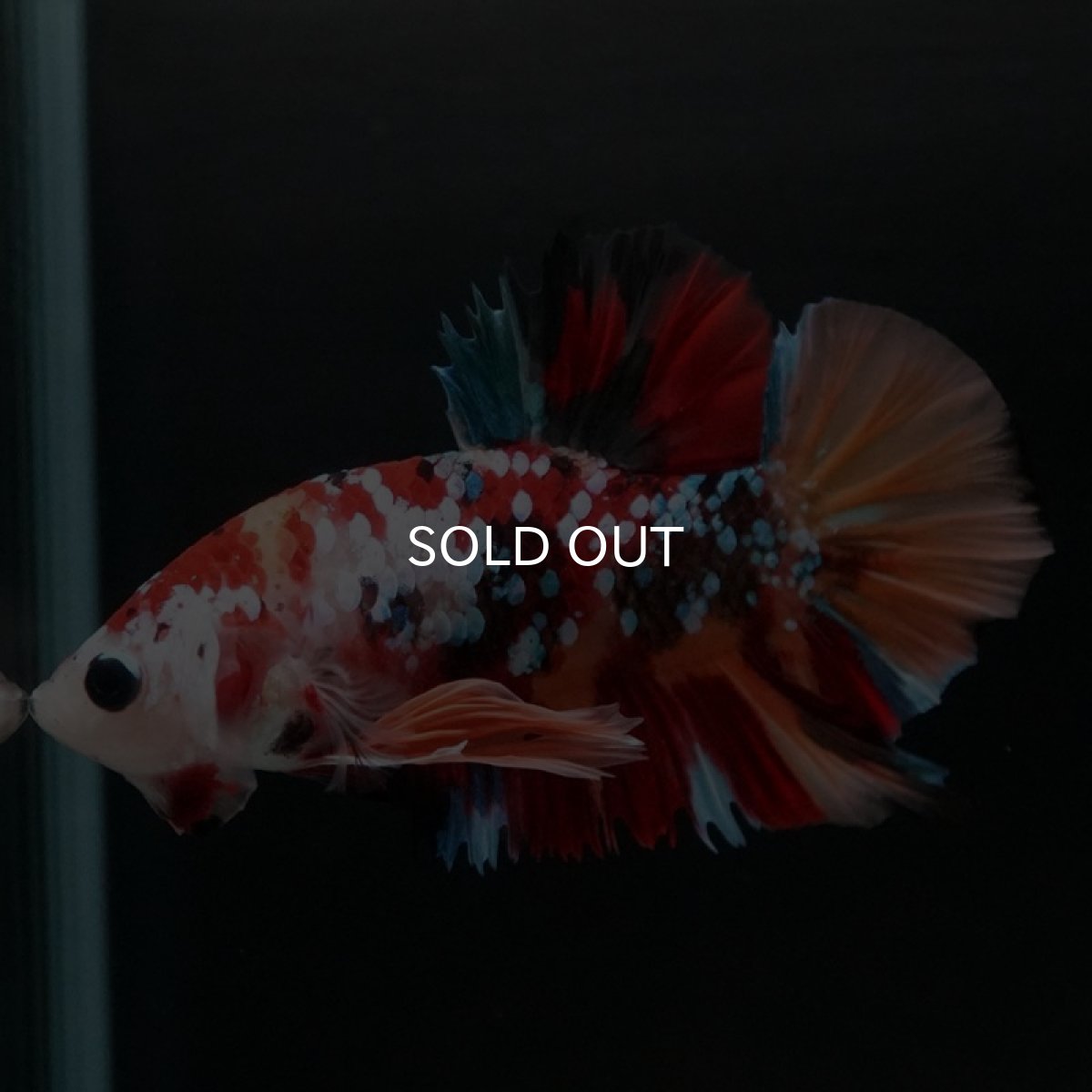 画像6: HMPK キャンディギャラクシー (6)