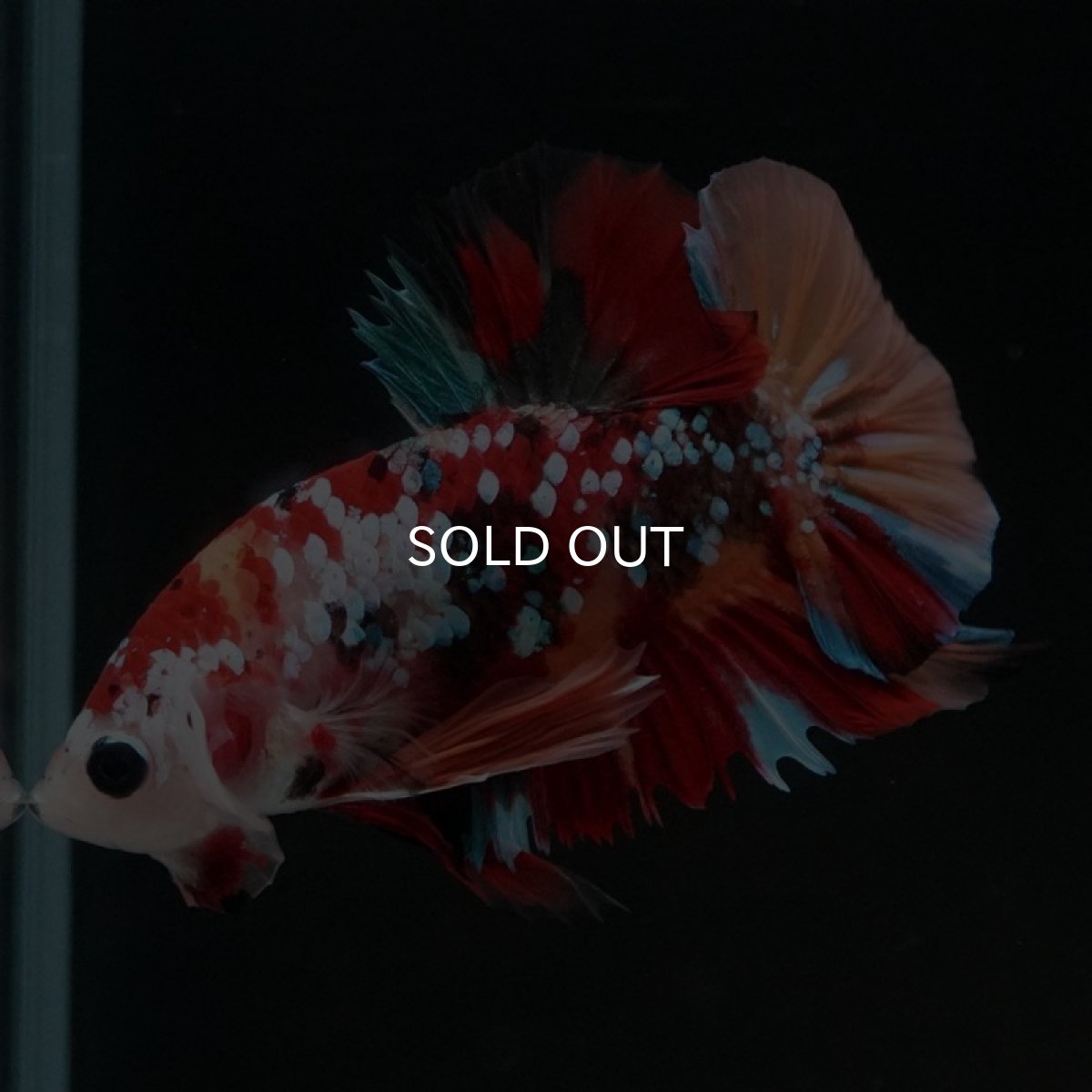 画像4: HMPK キャンディギャラクシー (4)