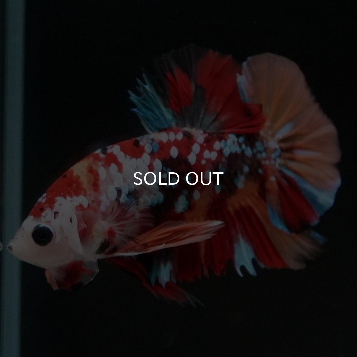 画像2: HMPK キャンディギャラクシー (2)