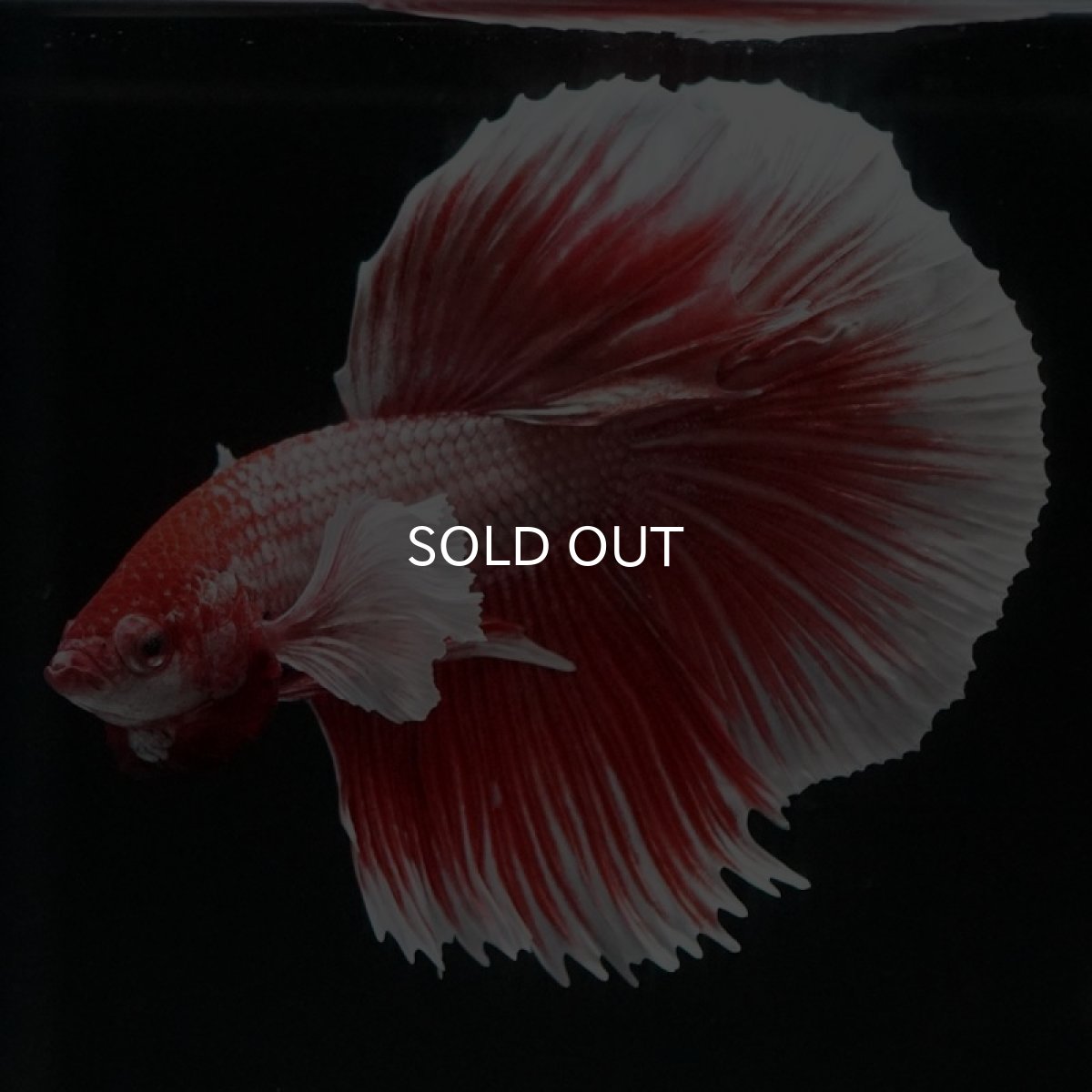 画像2: HMダンボ　ファンシーレッド (2)