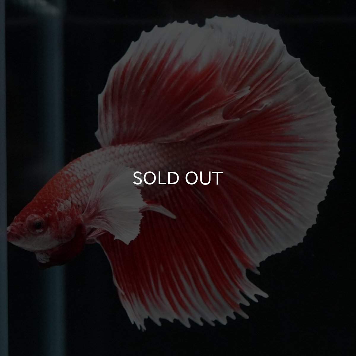 画像3: HMダンボ　ファンシーレッド (3)