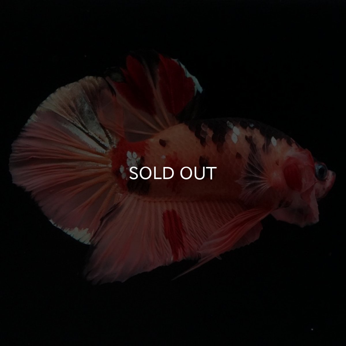 画像7: HMPK　キャンディカッパー (7)