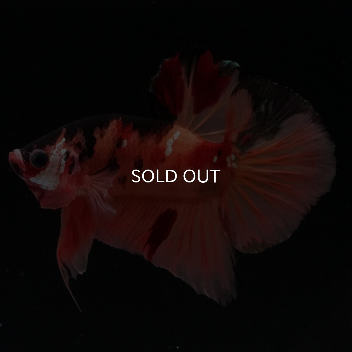 画像6: HMPK　キャンディカッパー (6)