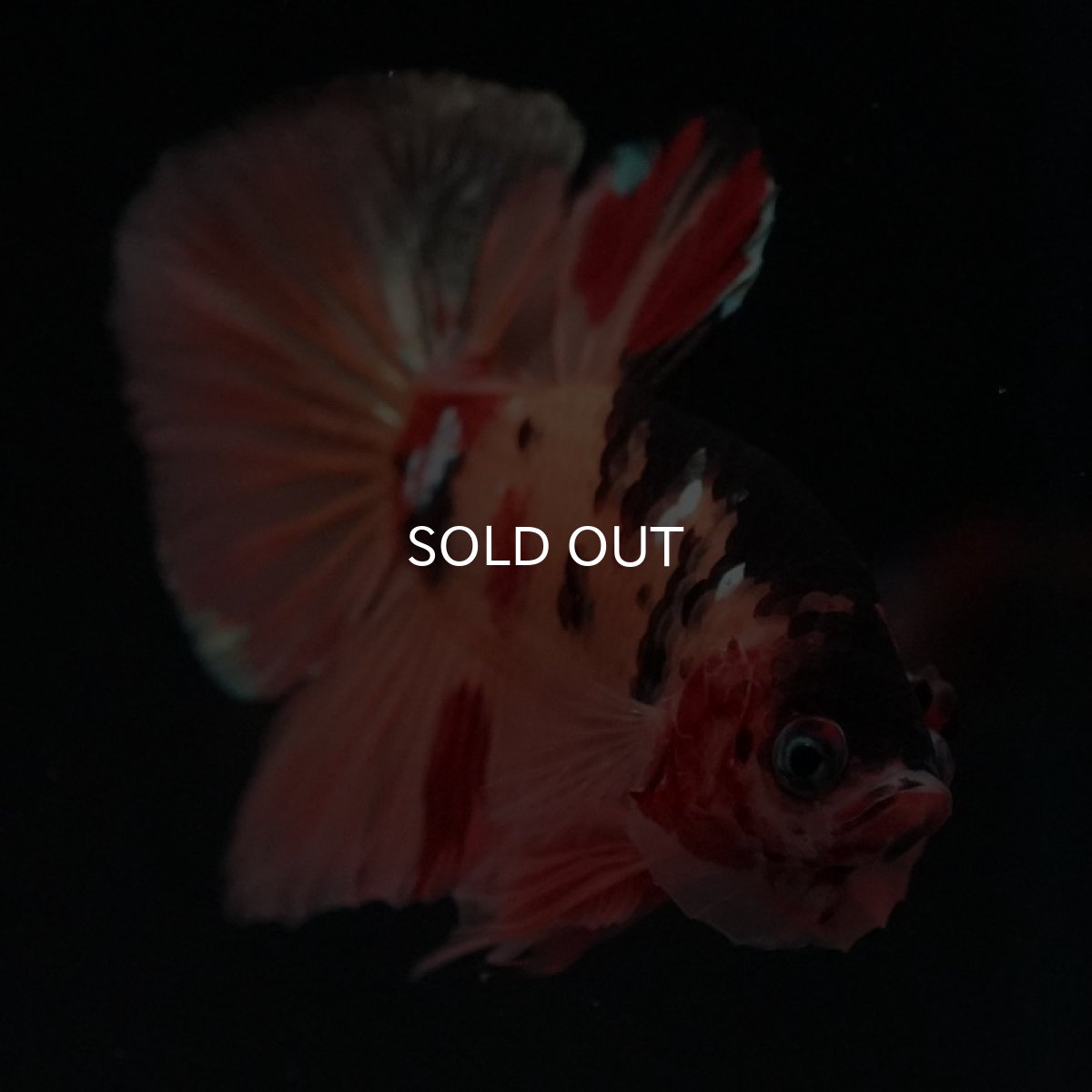 画像4: HMPK　キャンディカッパー (4)