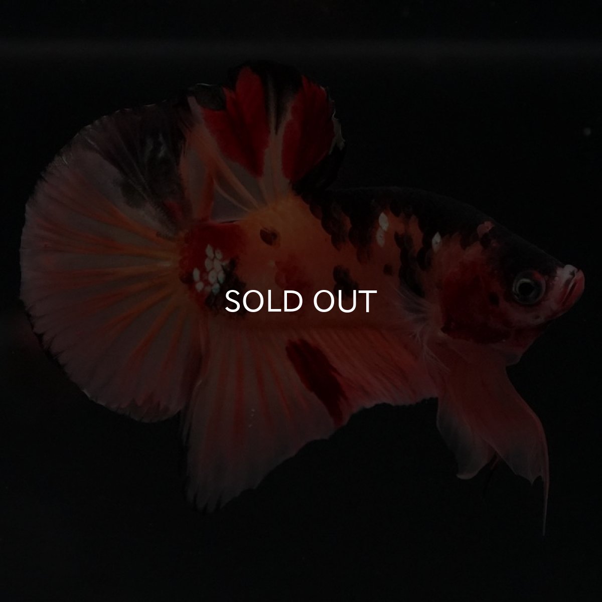 画像2: HMPK　キャンディカッパー (2)