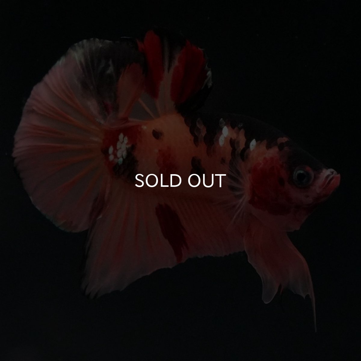 画像5: HMPK　キャンディカッパー (5)