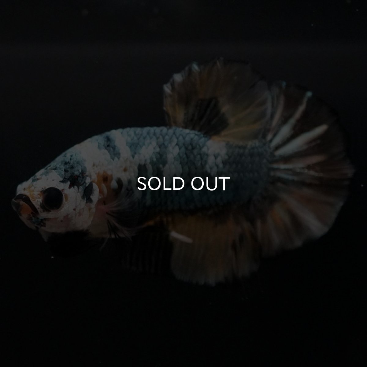 画像2: HMPK　イエローカッパー (2)