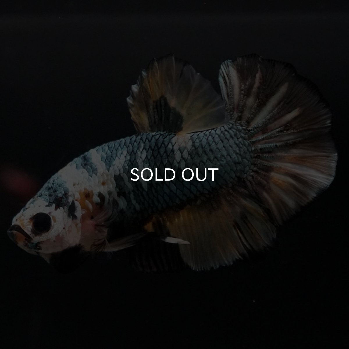 画像5: HMPK　イエローカッパー (5)