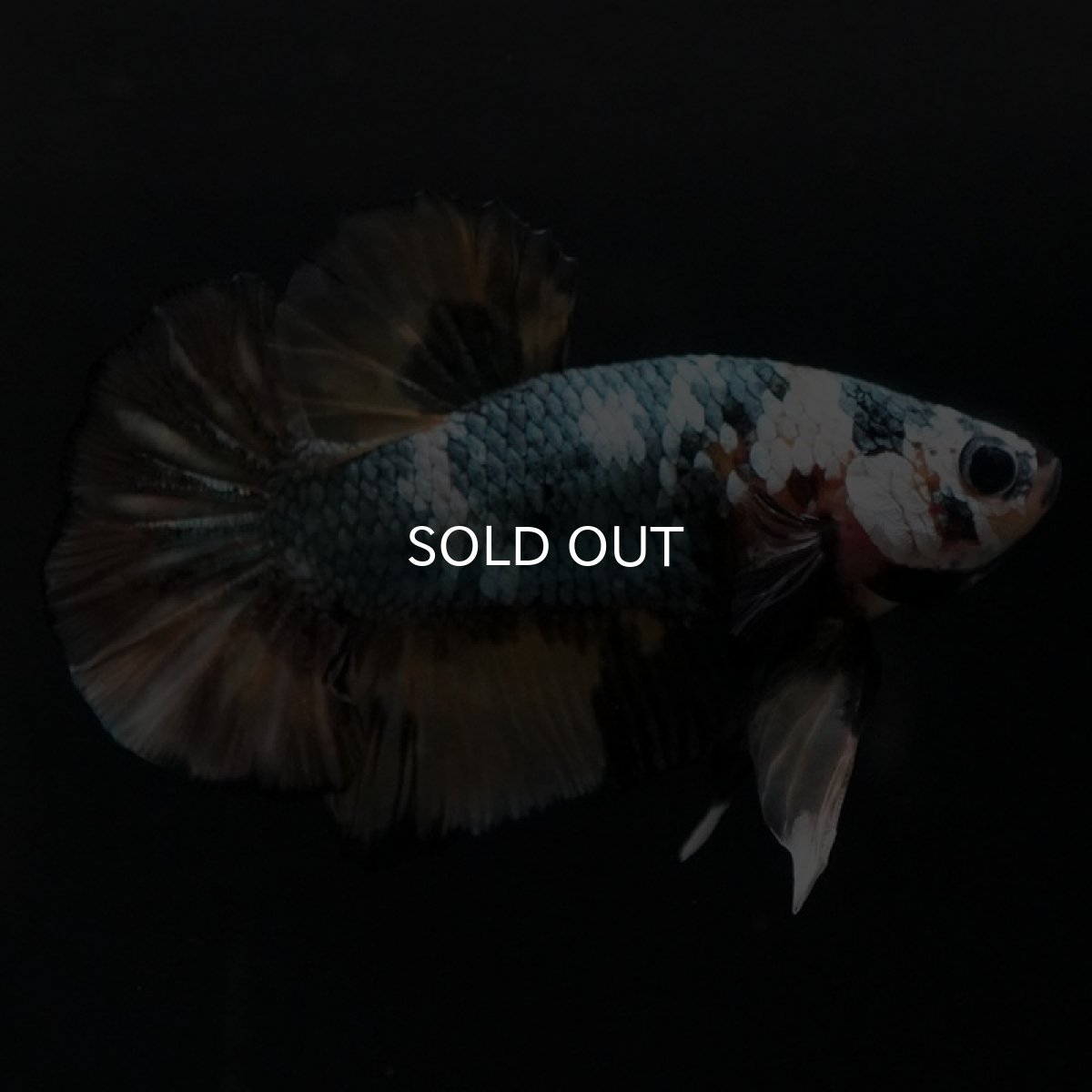 画像4: HMPK　イエローカッパー (4)