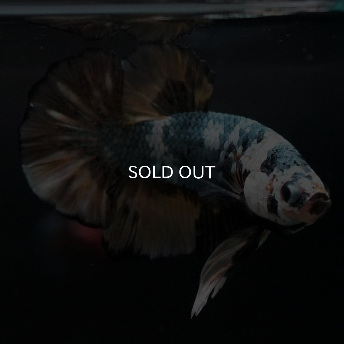 画像3: HMPK　イエローカッパー (3)