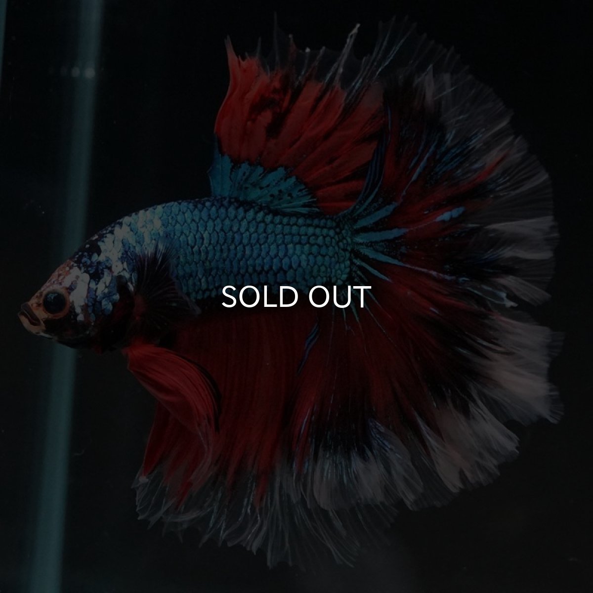 画像2: HM ファンシー ローズテール (2)