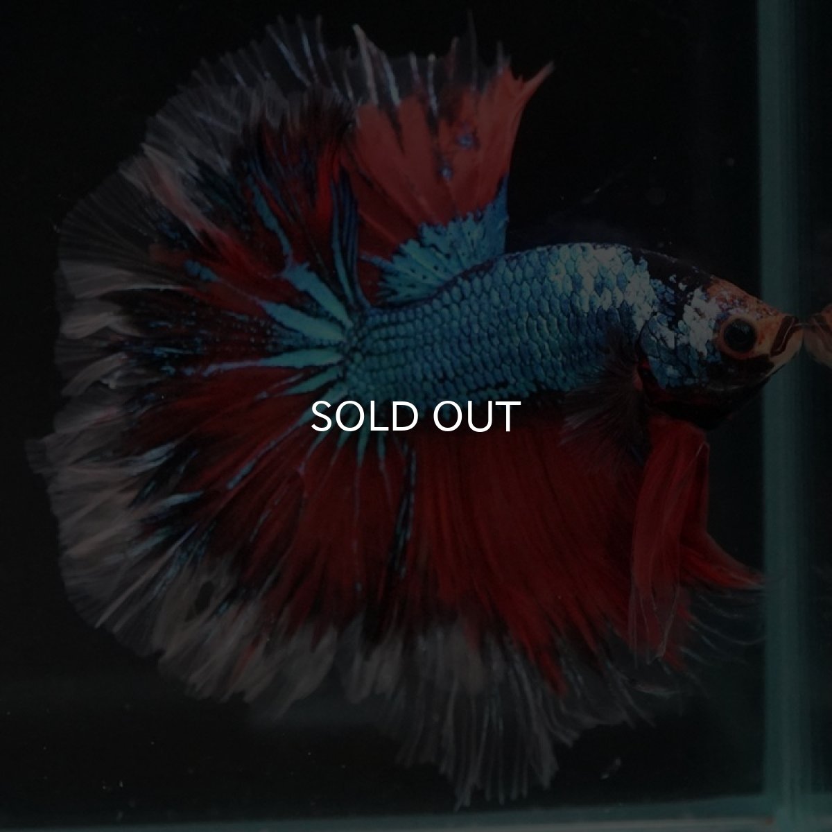 画像4: HM ファンシー ローズテール (4)