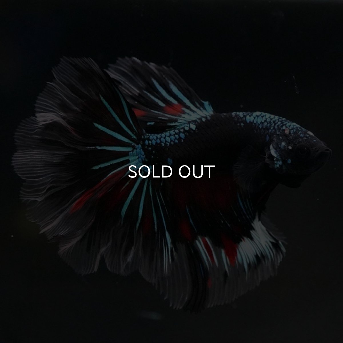 画像2: HM　ブラックスター　ローズテール (2)