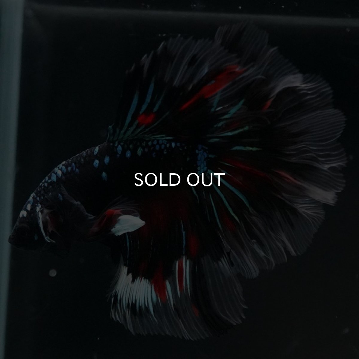 画像4: HM　ブラックスター　ローズテール (4)