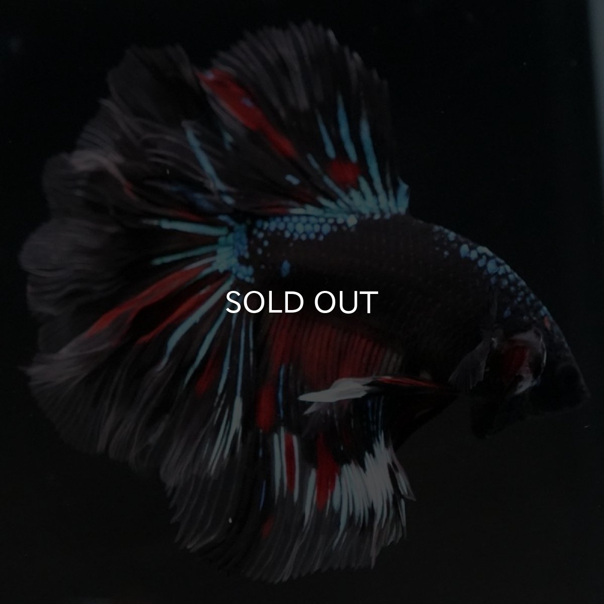 画像3: HM　ブラックスター　ローズテール (3)