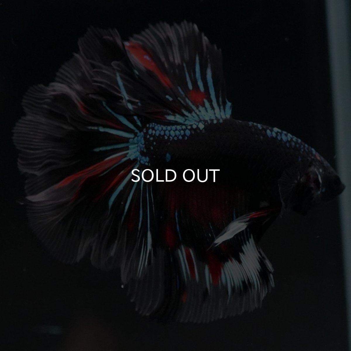 画像5: HM　ブラックスター　ローズテール (5)