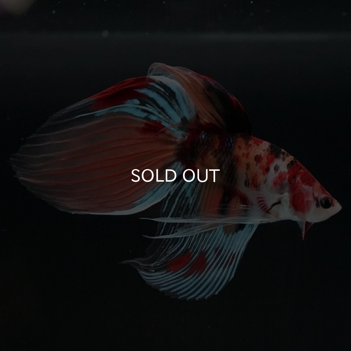 画像3: VT キャンディ (3)