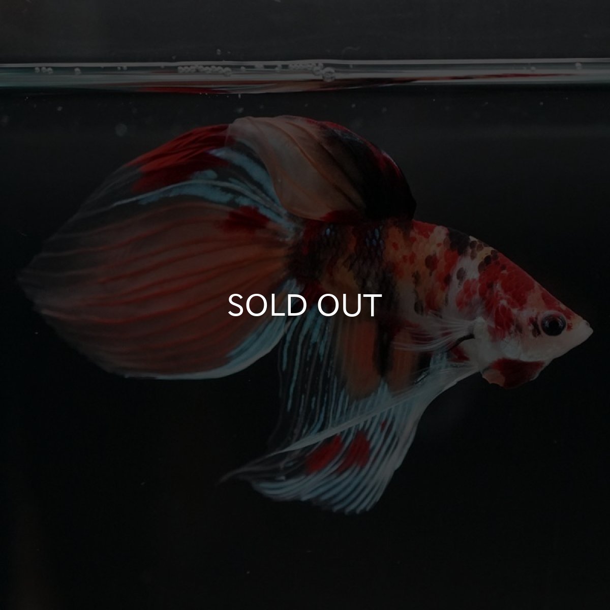 画像6: VT キャンディ (6)