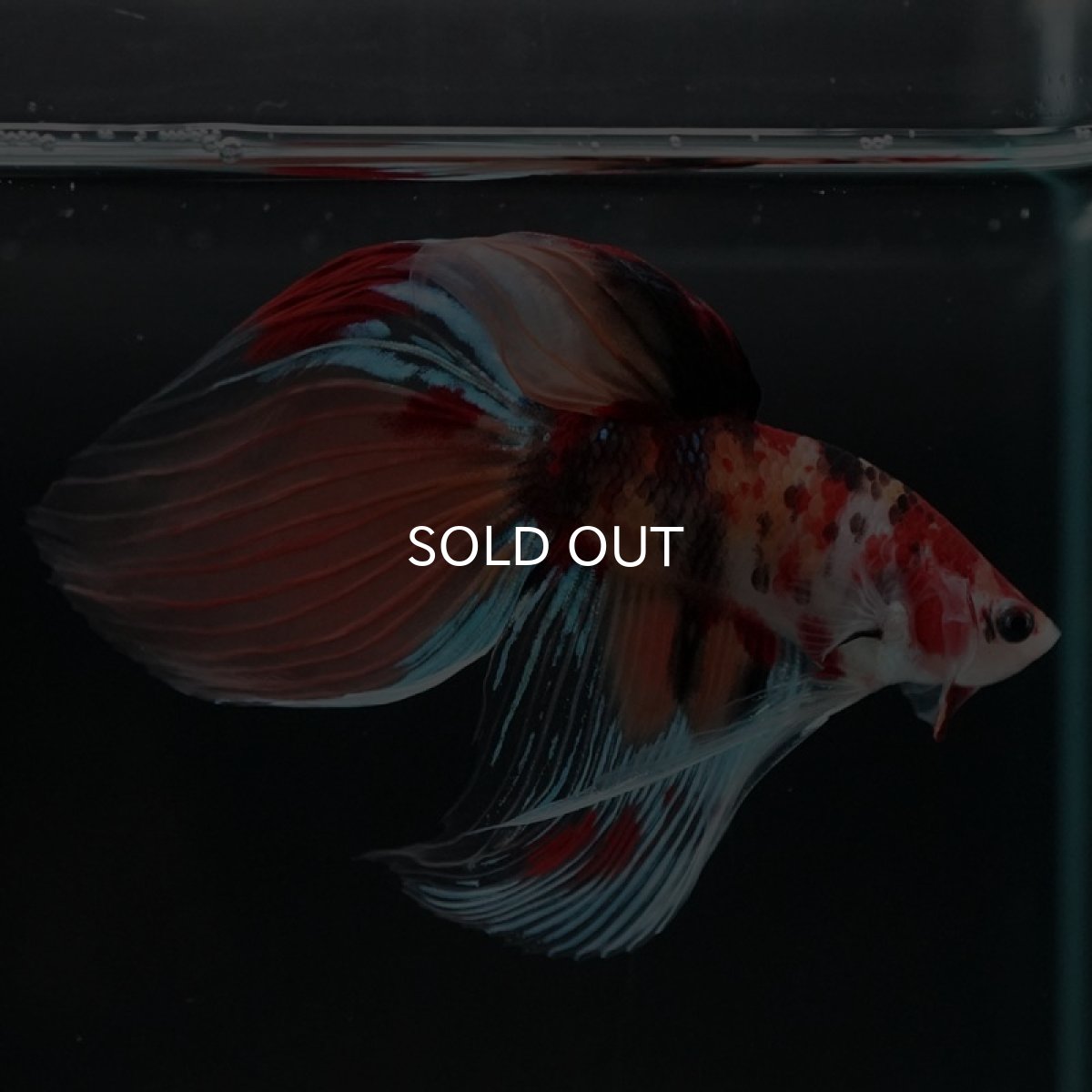 画像5: VT キャンディ (5)