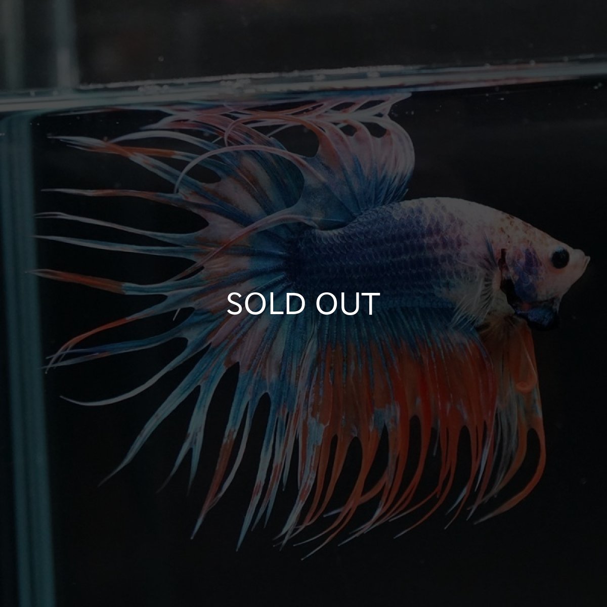 画像5: CT ファンシー (5)