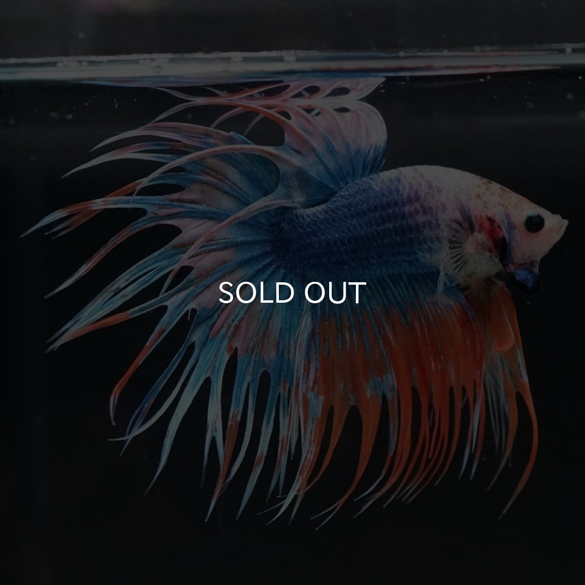 画像2: CT ファンシー (2)