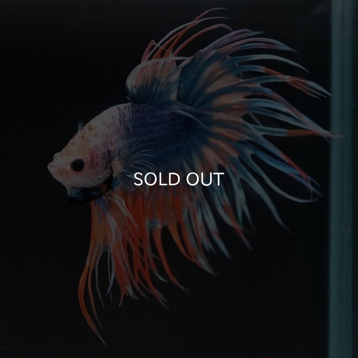 画像4: CT ファンシー (4)