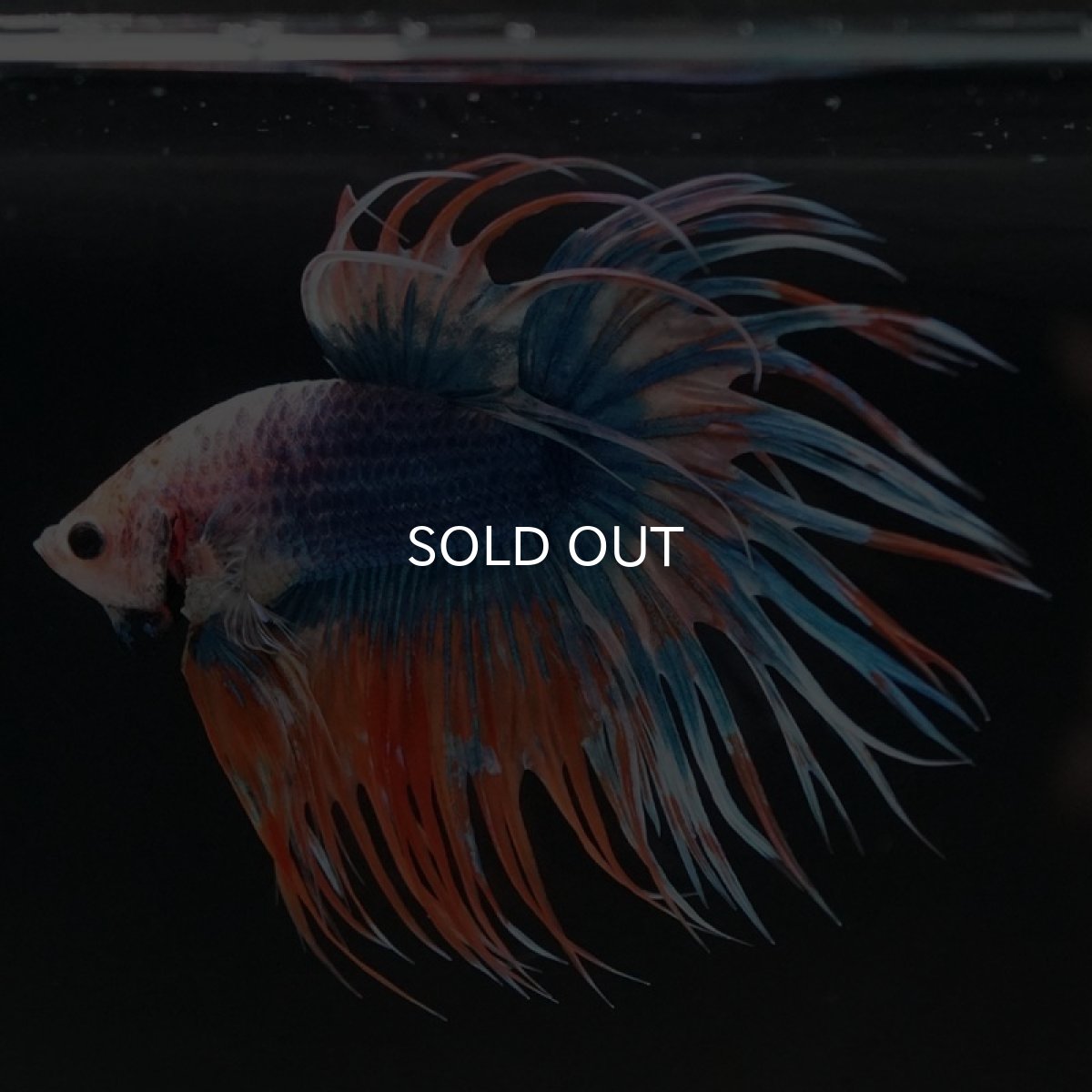 画像3: CT ファンシー (3)