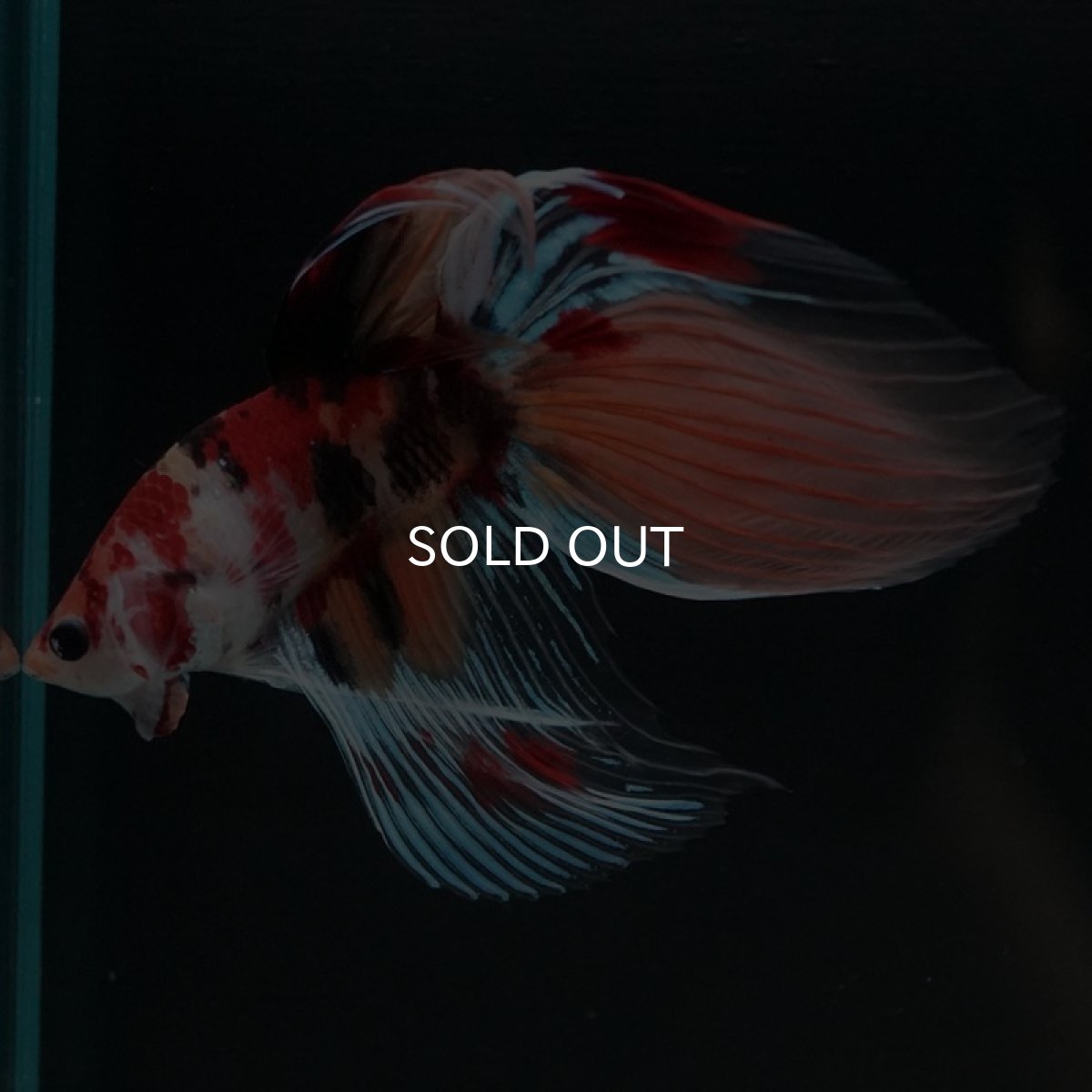 画像2: VT キャンディ (2)